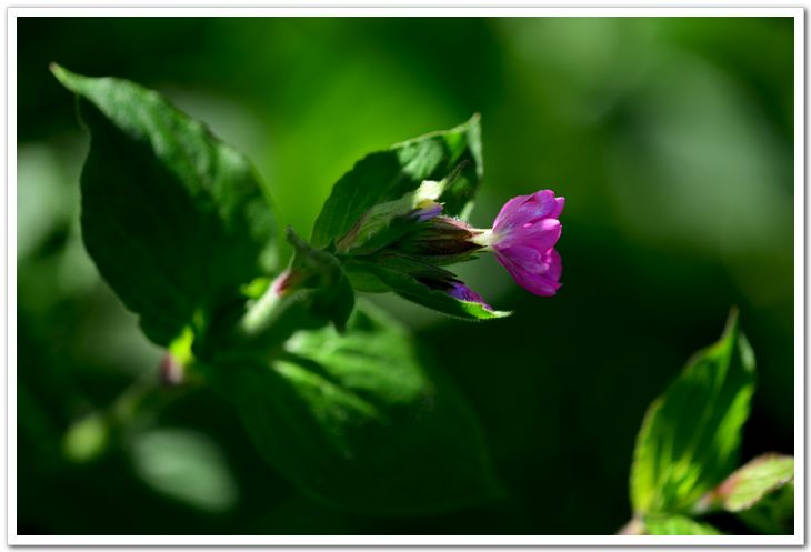 nEO_IMG_DSC_4139.jpg