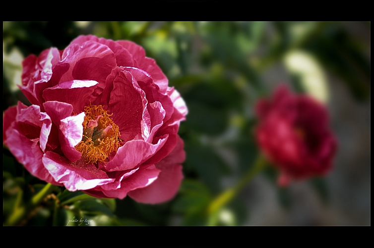 untitled.0433sen.jpg
