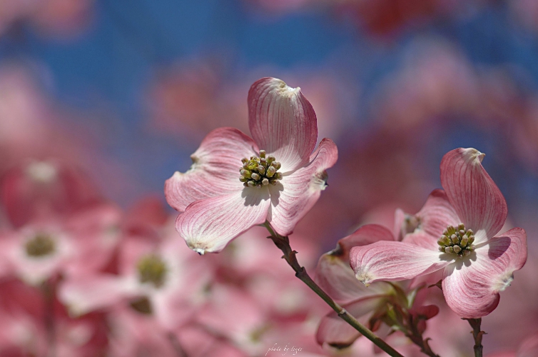untitled.0393sen.jpg