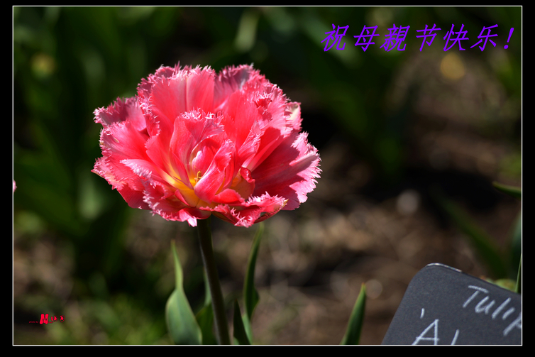 DSC_5132.jpg
