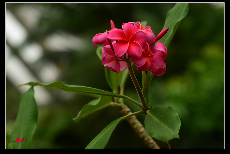DSC_8511.jpg