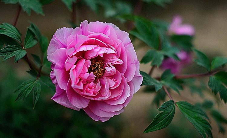 DSC_7650.jpg