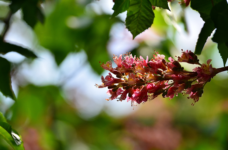 DSC_1729.jpg