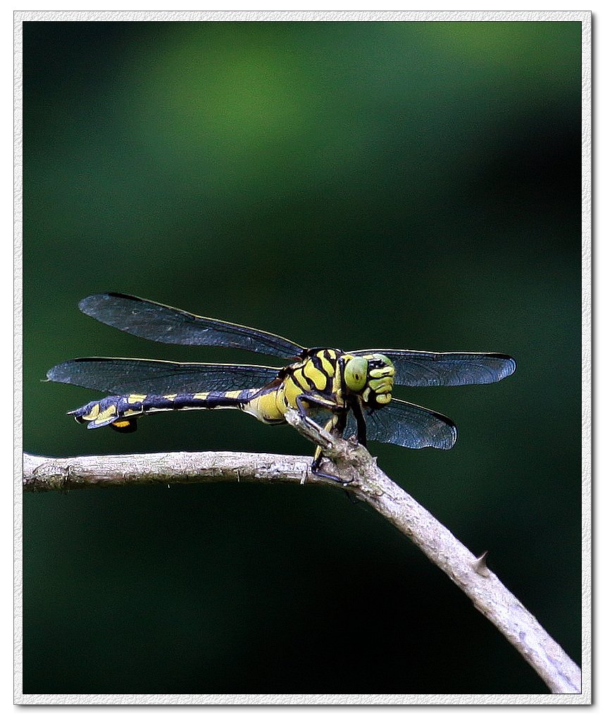 IMG_5499.jpg