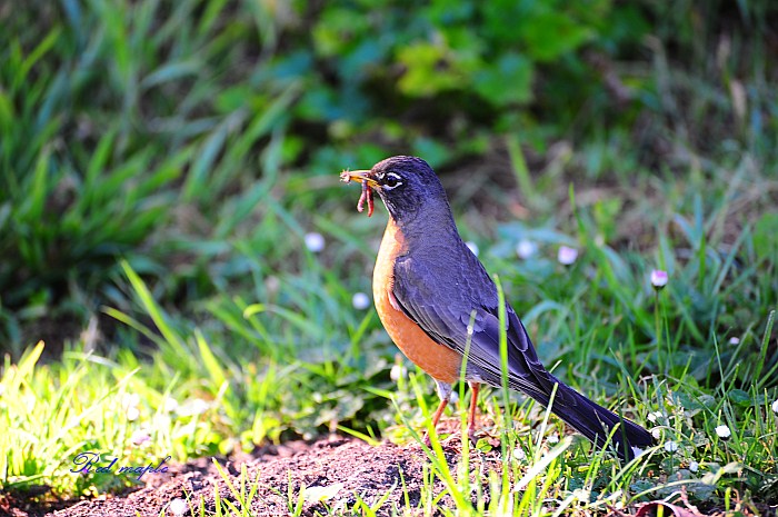 DSC_1537_����.jpg