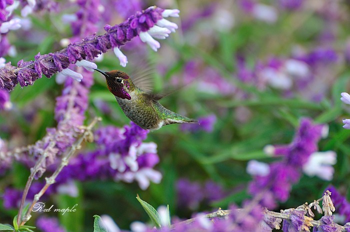 DSC_9522_����.jpg