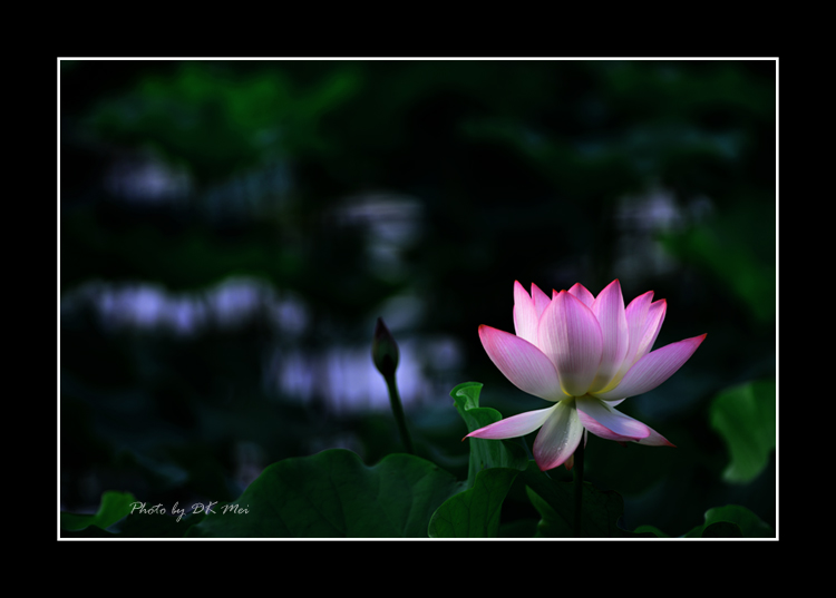 DSC_7158C.jpg