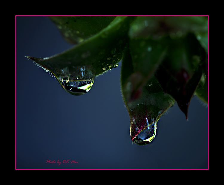 RainDrops 7.jpg