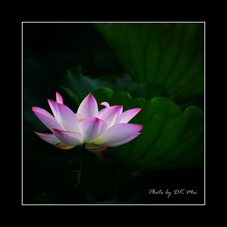DSC_7151C.jpg