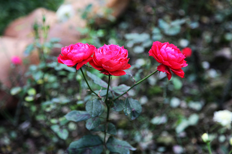 IMG_7589.jpg