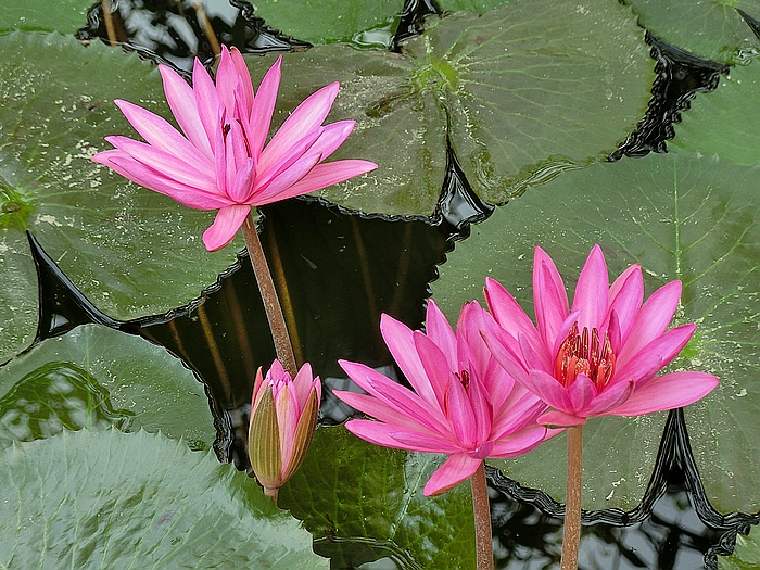 10CIMG6607.JPG