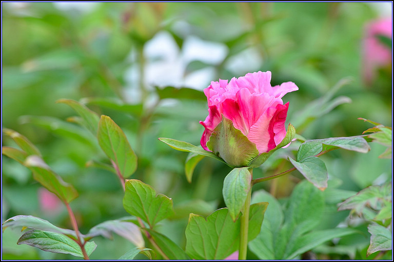 DSC_1121.jpg
