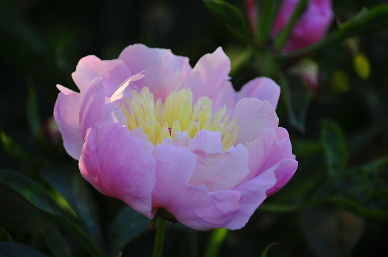 DSC_0337_.jpg
