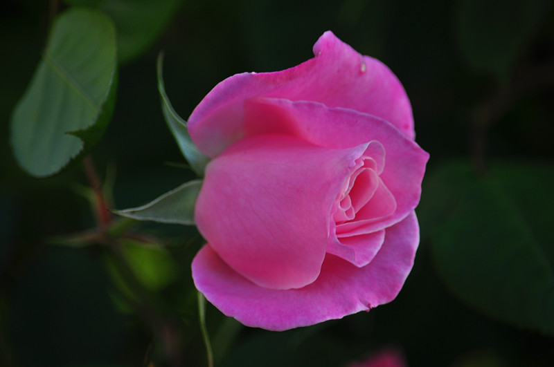 DSC_0339_.jpg