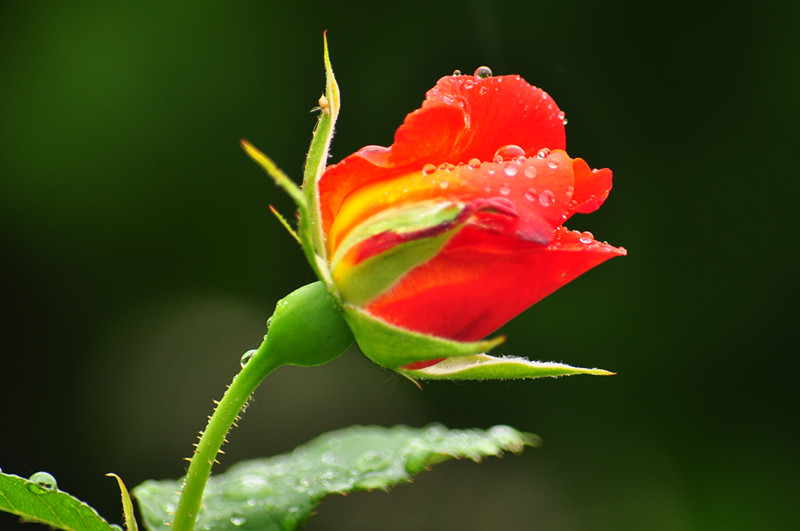 DSC_0427_.jpg