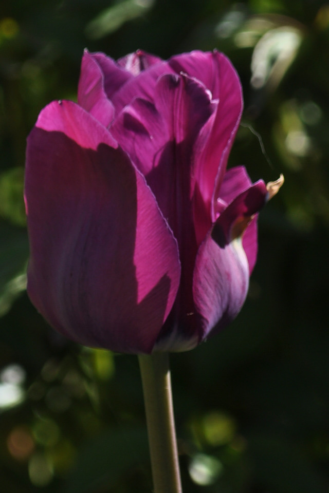 CSC_0646_.jpg