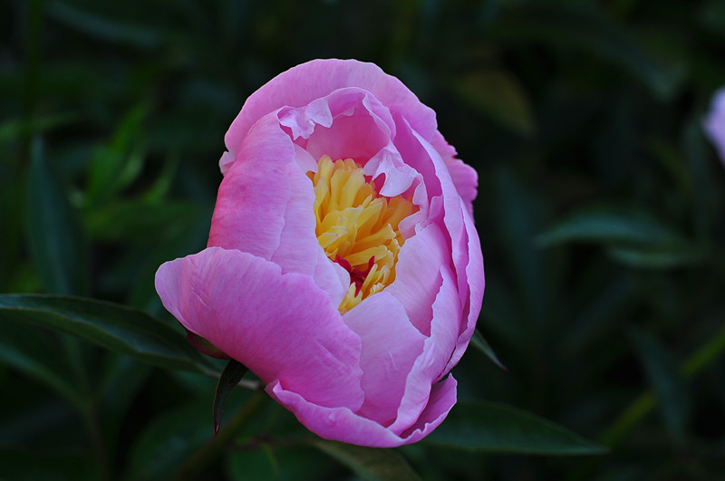 DSC_0394_.jpg