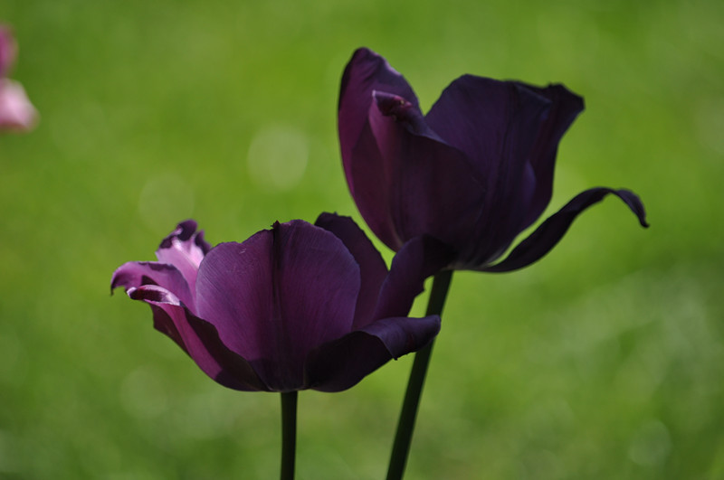 DSC_0812_.jpg
