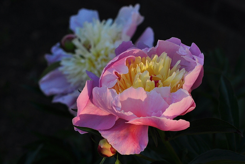 CSC_0364_.jpg