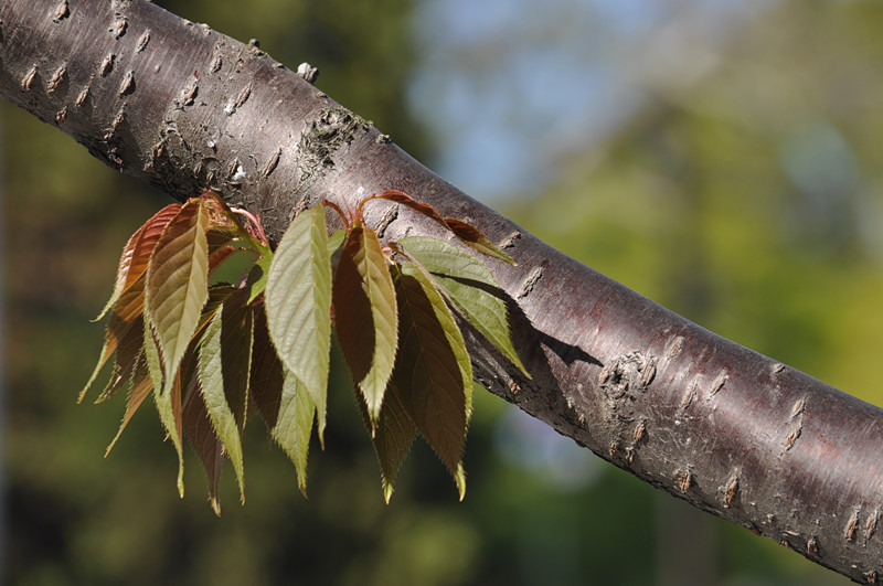 DSC_0666_.jpg