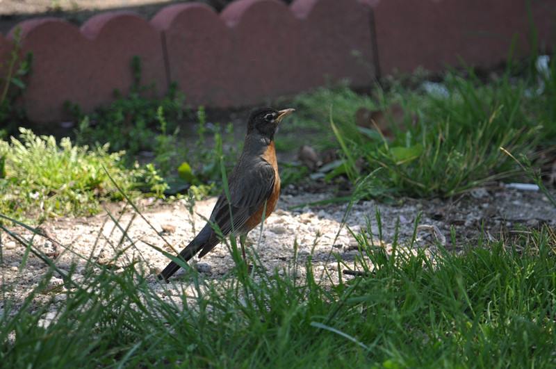 DSC_0742_.jpg