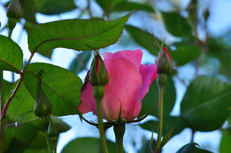 DSC_0388_.jpg