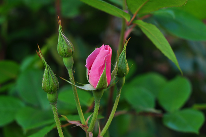 DSC_0387_.jpg