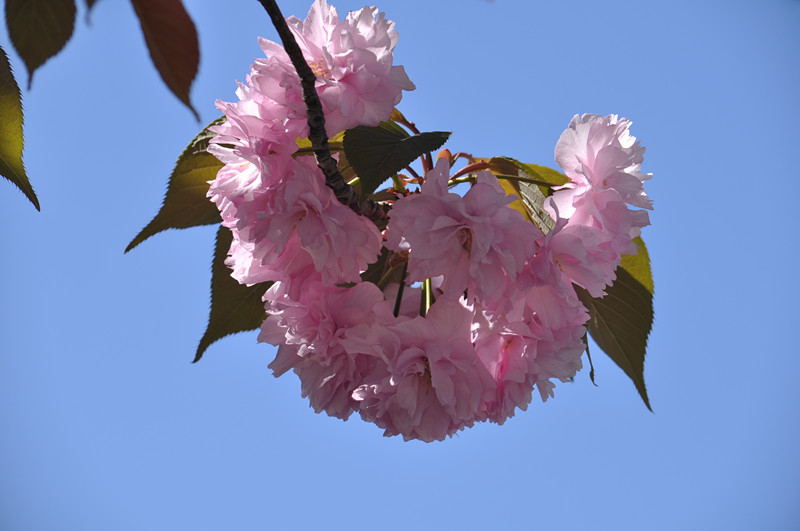 DSC_0637_.jpg