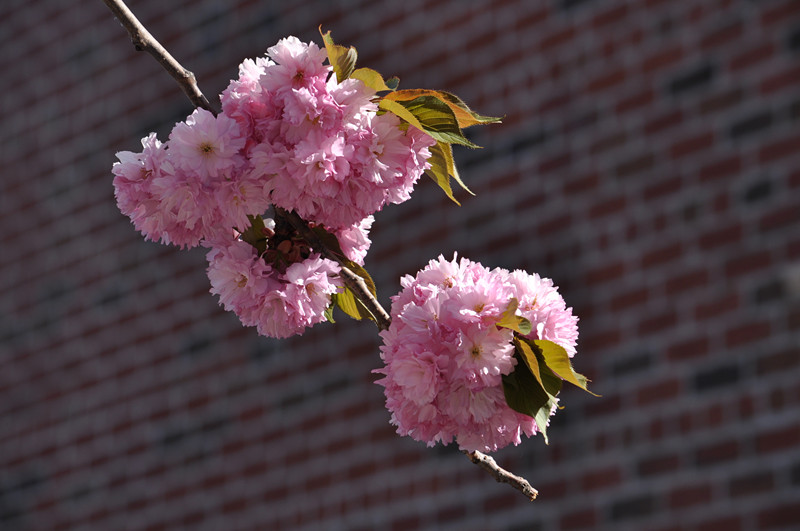DSC_0667_.jpg