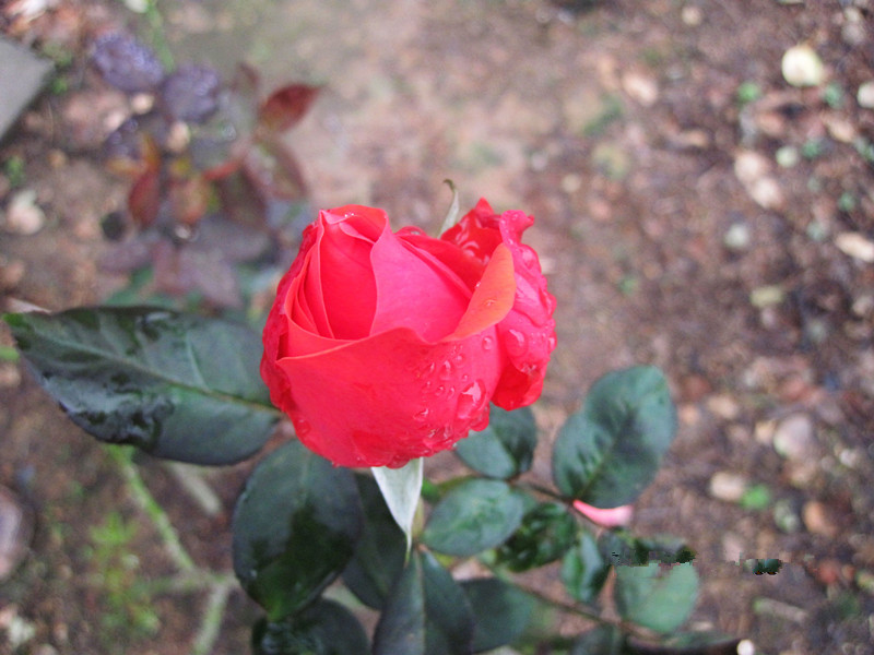 IMG_1001.jpg