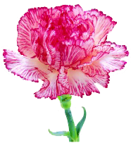 xpic2865_s.png