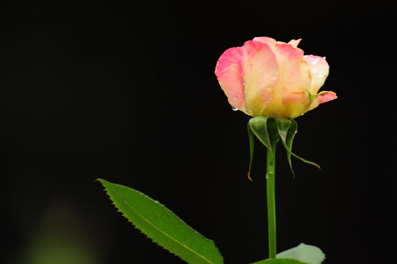 DSC_3109.jpg