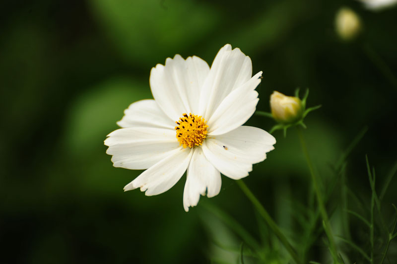 DSC_3921.jpg