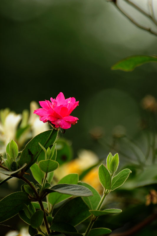 DSC_3936.jpg