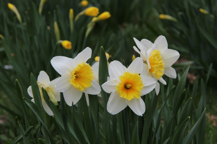 IMG_7880 (Small).JPG