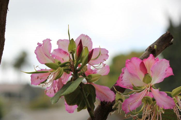 Canon&#39;s T2i 019_.JPG