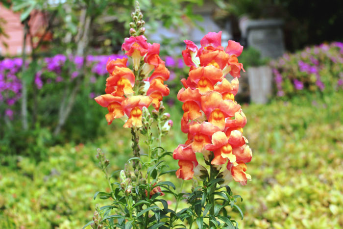 Canon&#39;s T2i 004_2.JPG