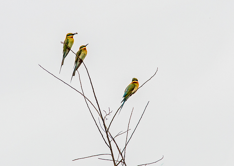 DSC_0537.jpg
