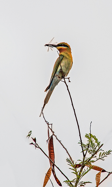 DSC_0452.jpg