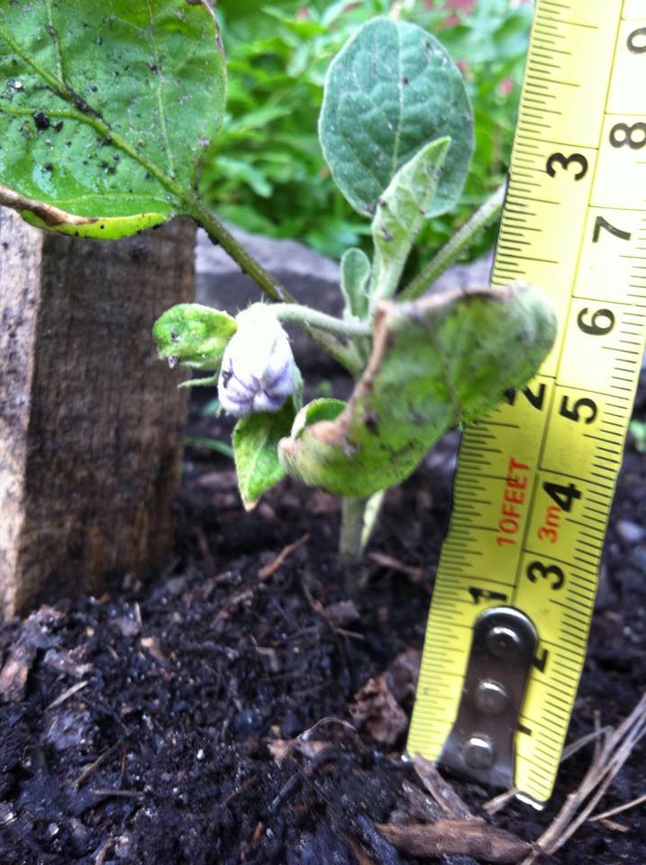 garden white eggplant.jpg