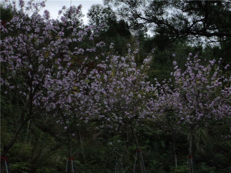 DSC08192.jpg