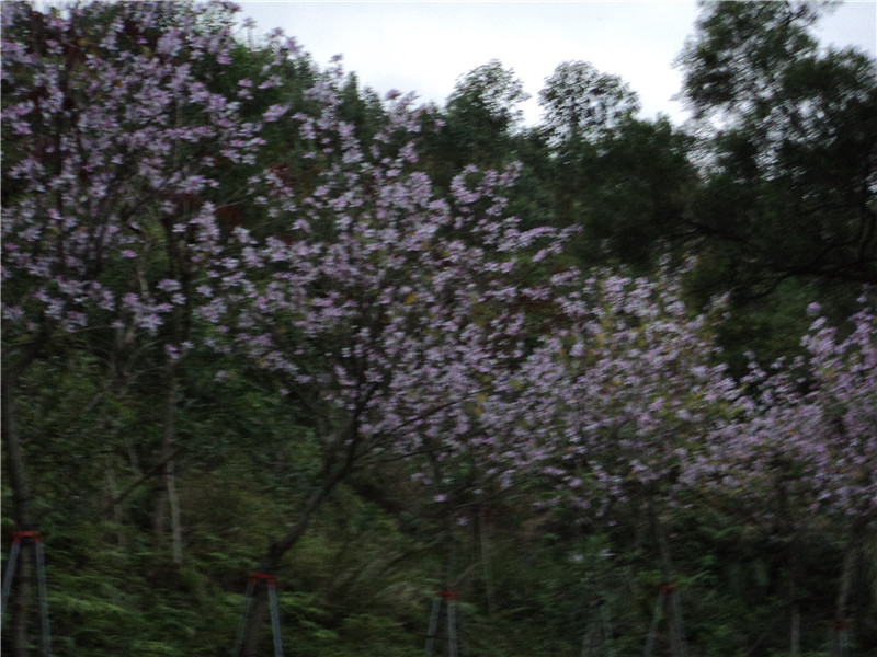 DSC08191.jpg
