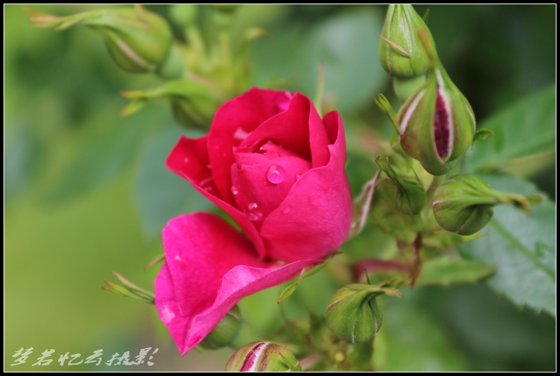 20130611 054_conew1.jpg