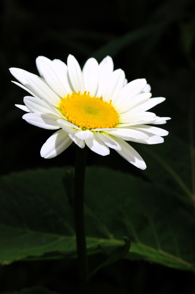DSC_6392.JPG