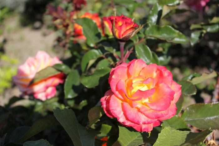 2012_07070009_.JPG