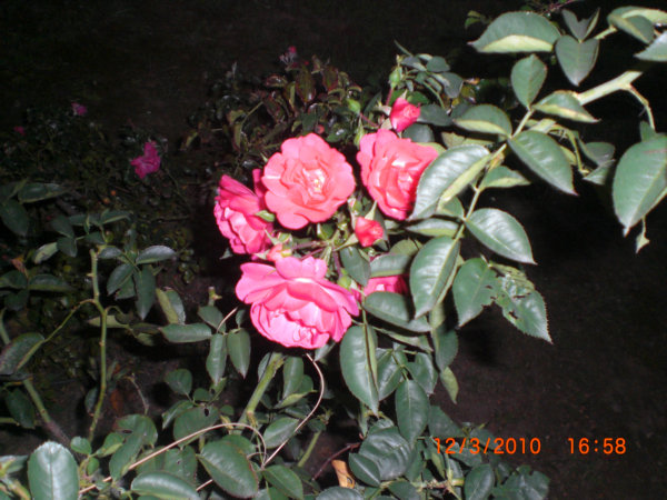 2010_12050225.JPG