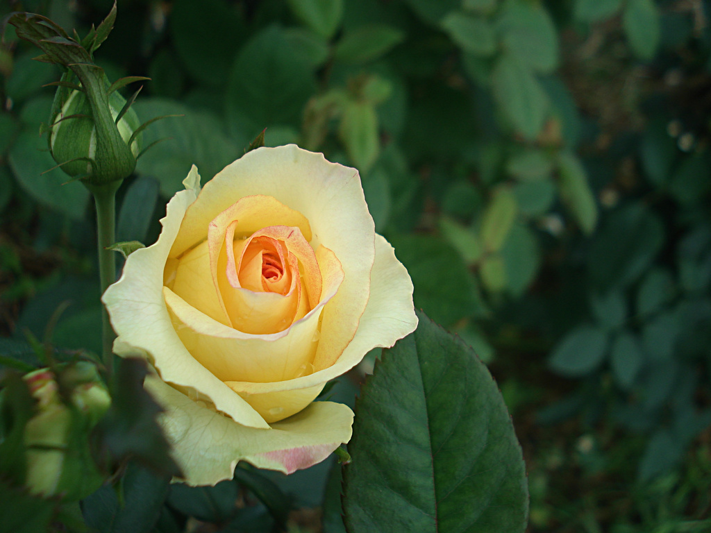 DSC00014.jpg