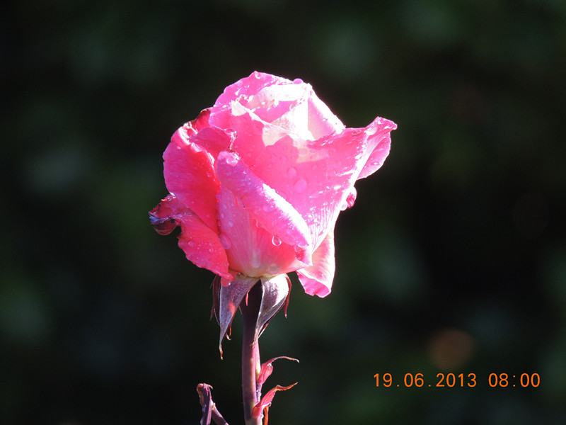 flower 810_.jpg