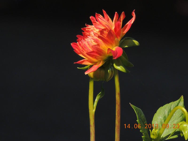 flower 800_.jpg