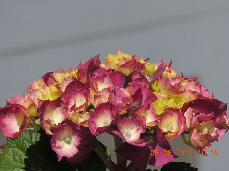 flower 681_.jpg
